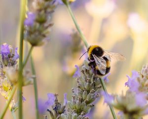 Preview wallpaper bumblebee, flower, macro, insect