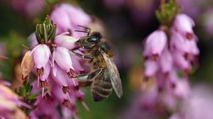 Preview wallpaper bumblebee, flower, macro, blur