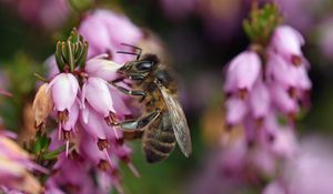 Preview wallpaper bumblebee, flower, macro, blur