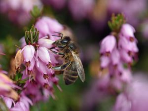 Preview wallpaper bumblebee, flower, macro, blur