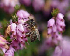 Preview wallpaper bumblebee, flower, macro, blur