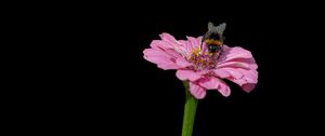 Preview wallpaper bumblebee, flower, petals, pink, black background