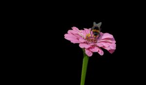 Preview wallpaper bumblebee, flower, petals, pink, black background