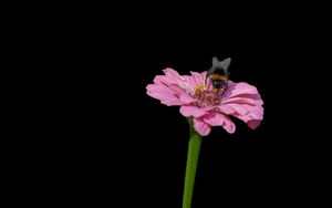 Preview wallpaper bumblebee, flower, petals, pink, black background