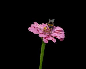 Preview wallpaper bumblebee, flower, petals, pink, black background