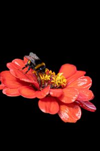 Preview wallpaper bumblebee, flower, petals, pink, black background, macro