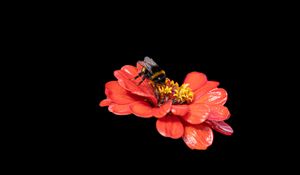 Preview wallpaper bumblebee, flower, petals, pink, black background, macro