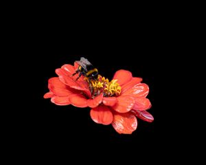 Preview wallpaper bumblebee, flower, petals, pink, black background, macro