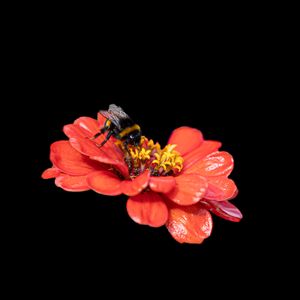 Preview wallpaper bumblebee, flower, petals, pink, black background, macro