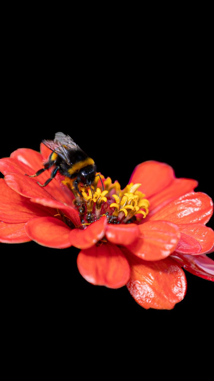 720x1280 Wallpaper bumblebee, flower, petals, pink, black background, macro