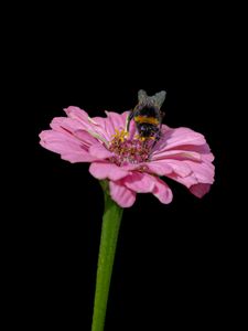 Preview wallpaper bumblebee, flower, pink, macro, black background