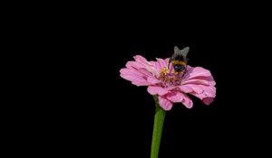 Preview wallpaper bumblebee, flower, pink, macro, black background