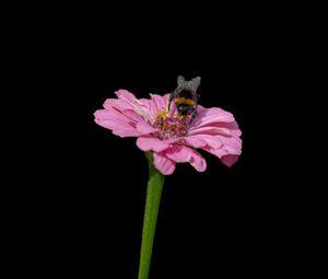 Preview wallpaper bumblebee, flower, pink, macro, black background