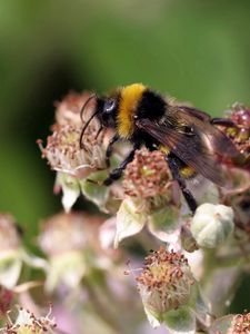 Preview wallpaper bumblebee, flowers, flying, striped, grass