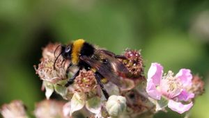 Preview wallpaper bumblebee, flowers, flying, striped, grass