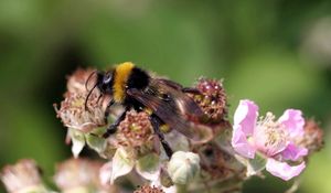 Preview wallpaper bumblebee, flowers, flying, striped, grass