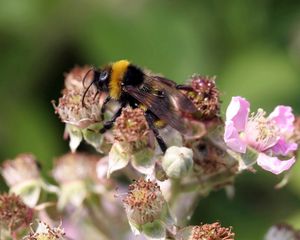 Preview wallpaper bumblebee, flowers, flying, striped, grass