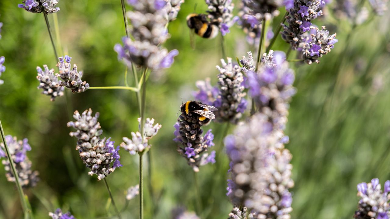 Wallpaper bumblebee, flowers, inflorescences, blur, macro