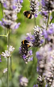 Preview wallpaper bumblebee, flowers, inflorescences, blur, macro