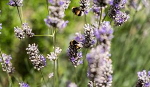 Preview wallpaper bumblebee, flowers, inflorescences, blur, macro