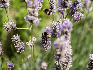 Preview wallpaper bumblebee, flowers, inflorescences, blur, macro
