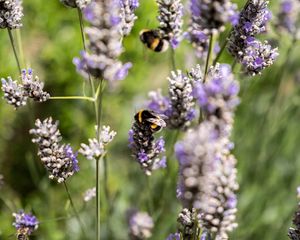 Preview wallpaper bumblebee, flowers, inflorescences, blur, macro