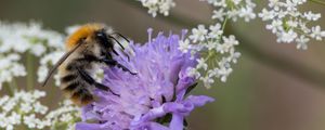 Preview wallpaper bumblebee, flowers, petals, macro