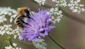 Preview wallpaper bumblebee, flowers, petals, macro