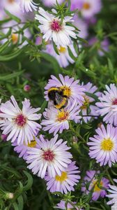 Preview wallpaper bumblebee, flowers, petals, macro, plants