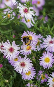 Preview wallpaper bumblebee, flowers, petals, macro, plants