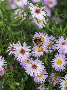 Preview wallpaper bumblebee, flowers, petals, macro, plants