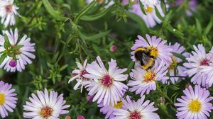 Preview wallpaper bumblebee, flowers, petals, macro, plants