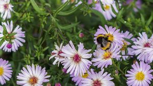 Preview wallpaper bumblebee, flowers, petals, macro, plants