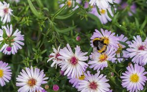 Preview wallpaper bumblebee, flowers, petals, macro, plants