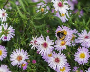 Preview wallpaper bumblebee, flowers, petals, macro, plants