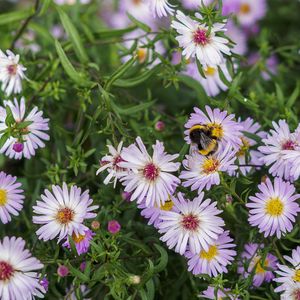 Preview wallpaper bumblebee, flowers, petals, macro, plants