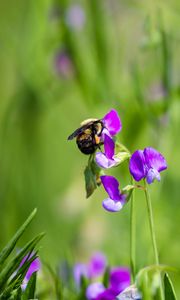 Preview wallpaper bumblebee, flowers, plants, macro