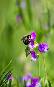 Preview wallpaper bumblebee, flowers, plants, macro