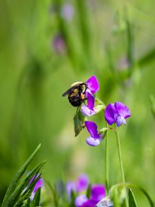 Preview wallpaper bumblebee, flowers, plants, macro