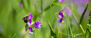 Preview wallpaper bumblebee, flowers, plants, macro