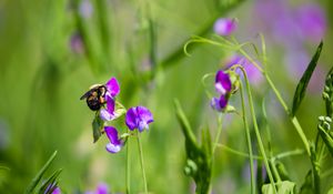 Preview wallpaper bumblebee, flowers, plants, macro