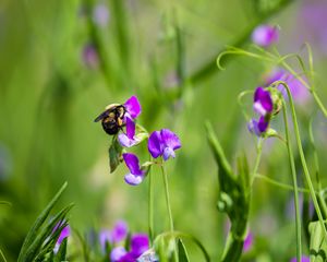 Preview wallpaper bumblebee, flowers, plants, macro