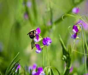 Preview wallpaper bumblebee, flowers, plants, macro