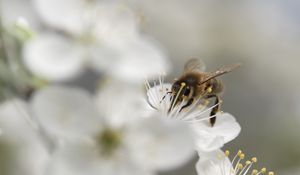 Preview wallpaper bumblebee, flowers, pollen, white, blur, macro