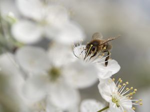 Preview wallpaper bumblebee, flowers, pollen, white, blur, macro