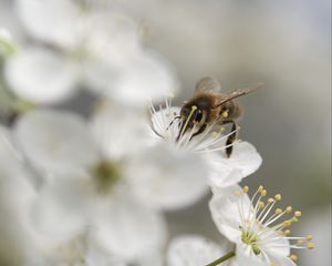 Preview wallpaper bumblebee, flowers, pollen, white, blur, macro