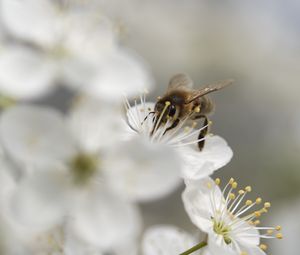 Preview wallpaper bumblebee, flowers, pollen, white, blur, macro