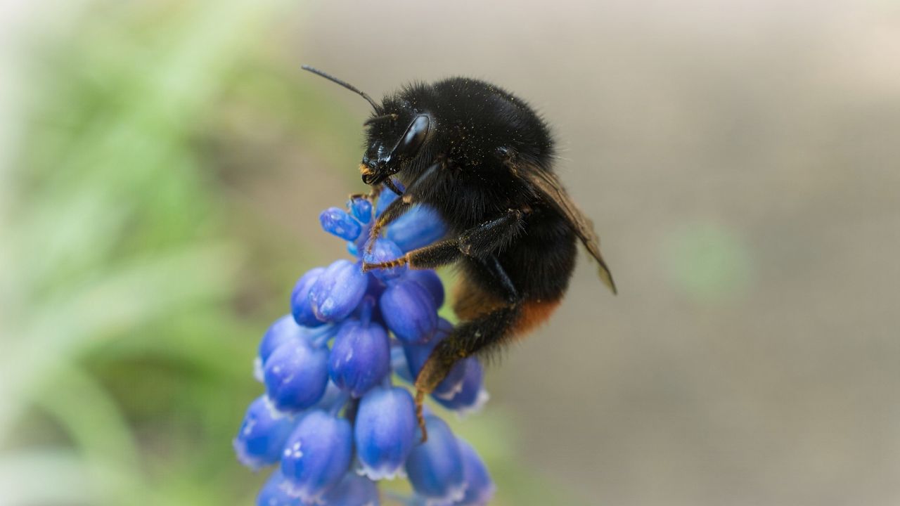 Wallpaper bumblebee, grape hyacinth, flowers, inflorescences, macro