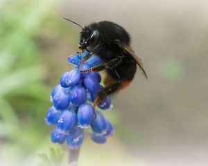 Preview wallpaper bumblebee, grape hyacinth, flowers, inflorescences, macro