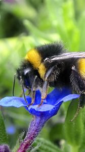 Preview wallpaper bumblebee, insect, flower, macro, wildlife